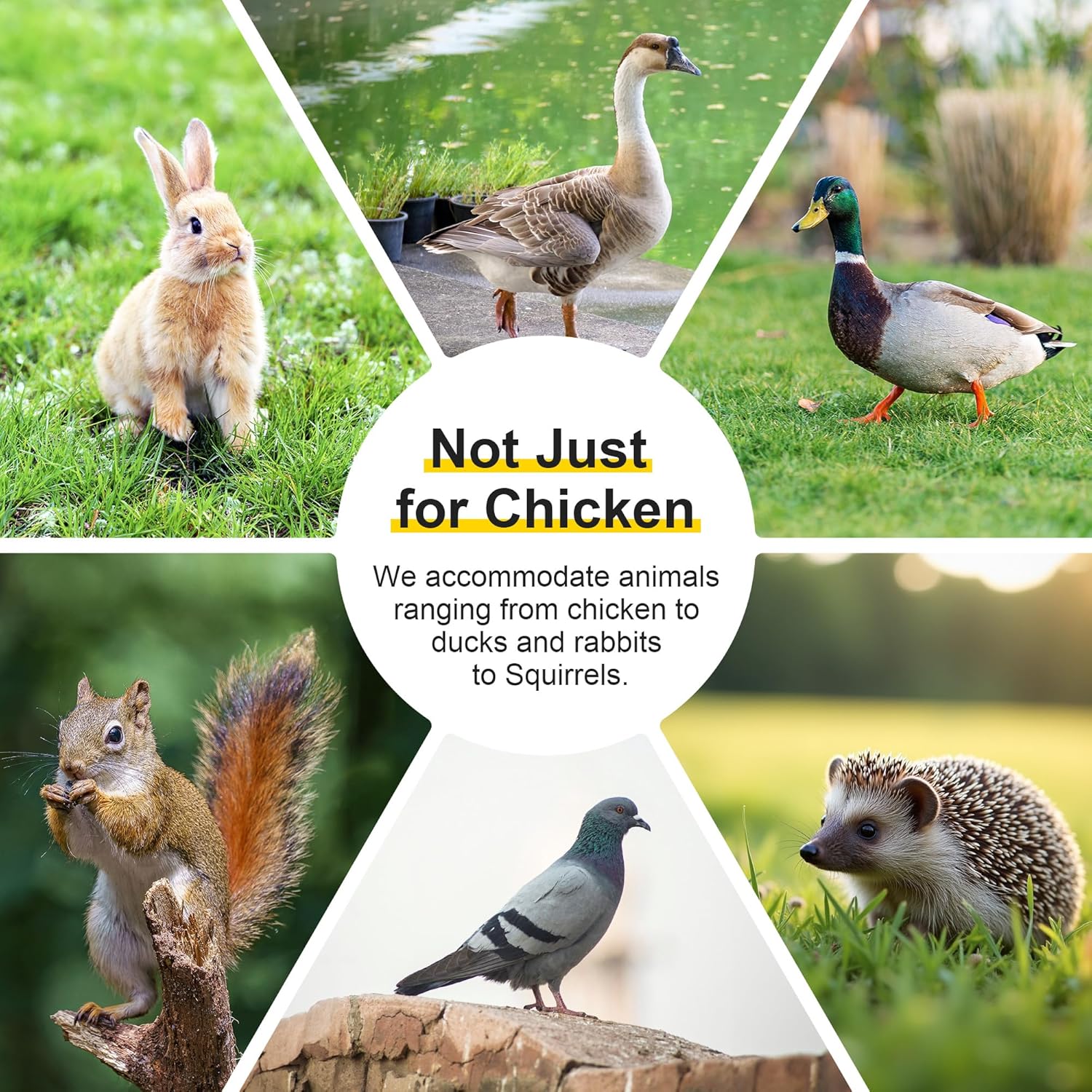 Folding Portable Chicken Pen & Rabbit Run